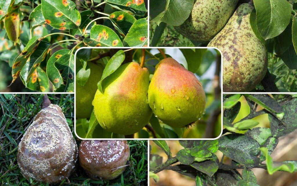 Осыпаются плоды на фруктовых деревьях? В чём причина и что делать