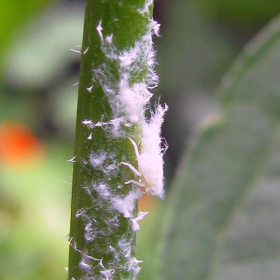 Растения покрылись белым ватным налетом — это опасный вредитель ЦИКАДКА